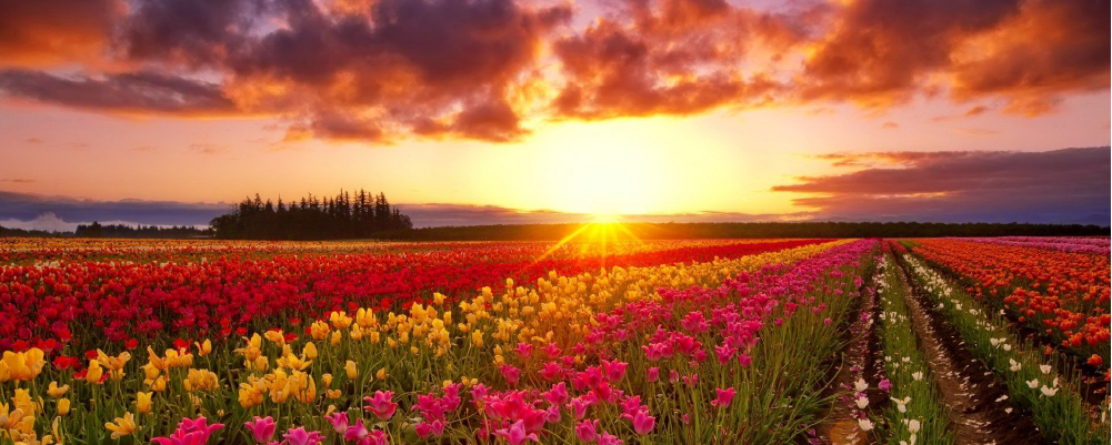  een ondergaande zon op de achtergrond van een typisch Nederlands landschap met tulpen.